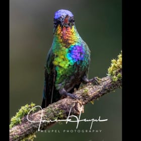 "Fiery-throated Hummingbird" print item