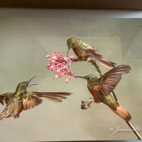 "Feeding Frenzy" print item