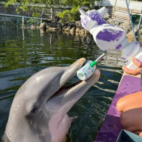 Leo the Dolphin Painted Fox item