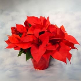1 Poinsettia Pot item