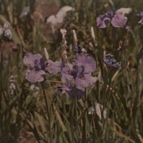 Purple Iris Admission item