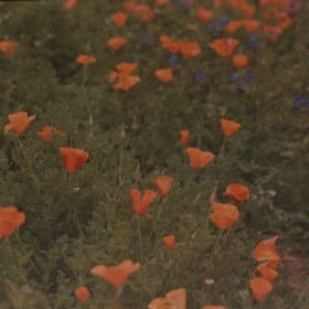 Gold Poppy Admission item