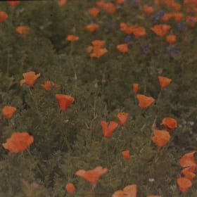 Gold Poppy Sponsorship item