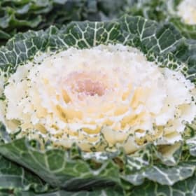 4.5" White Ornamental Kale item