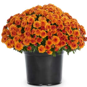 4.5" Orange Mum item