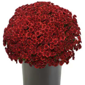 9" Red Mum item