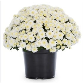 9" White Mum item