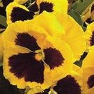Majestic Giant Yellow Blotch Pansy item
