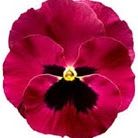 Delta Rose Blotch Pansy item
