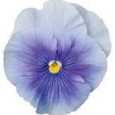 Matrix Light Blue Pansy item