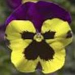 Matrix Yellow Purple Wing Pansy item