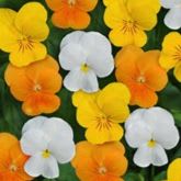 Sorbet XP Citrus Mix Viola item