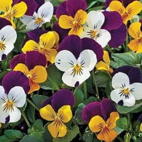 Penny Jump Up Mix Viola item