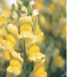 Speedy Sonnet Yellow Snapdragon item