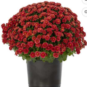 Red Mum item