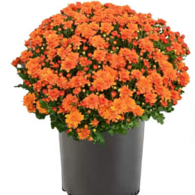 Orange  Mum item