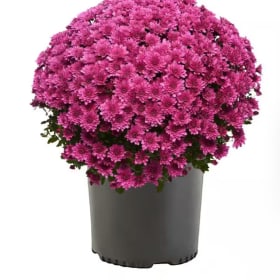 Purple Mum item