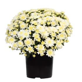 White Mum item