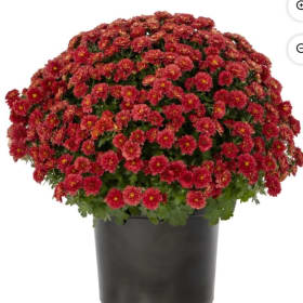 Two Red Mums item