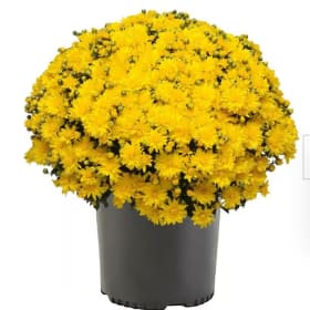 Two Yellow Mums item