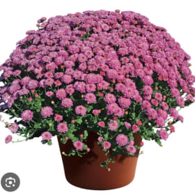 Two Pink Mums item