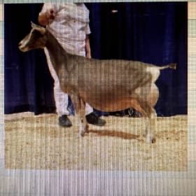 Toggenburg - Royal Cedars Sebastian Caliber item