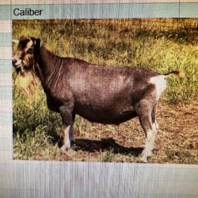 Toggenburg - Royal Cedars Sebastian Caliber item