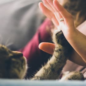 Chat et la main item