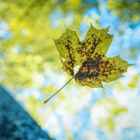 ARTISANAL: Framed Photography Print item