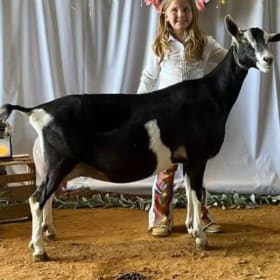 Sable - Klisse's TA Taraxacum item