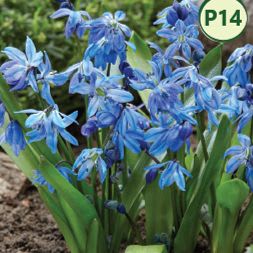 SIBERIAN SQUILL OR SCILLA (25 bulbs) item