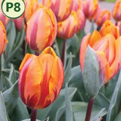 PRINCESS IRENE TRIUMPH TULIP (10 bulbs) item