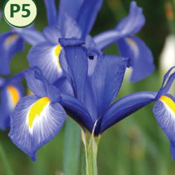 BLUE DIAMOND DUTCH IRIS (12 bulbs) item