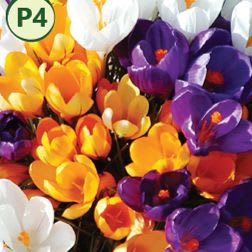 GIANT MIXED CROCUS (25 bulbs) item