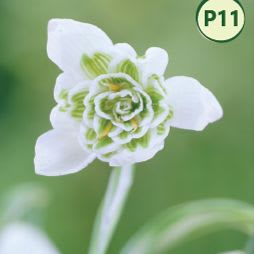SNOWDROPS (10 bulbs) item