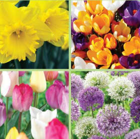 INSTANT SPRING GARDEN - (72 bulbs) item