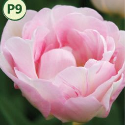 FINOLA DOUBLE LATE TULIP (10 bulbs) item