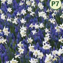 BELLS AND BLUE DUO COLLECTION (25 bulbs) item