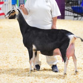 Sable- KLISSE'S TSCP DALLAS item