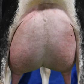 Sable- KLISSE'S TSCP DALLAS item