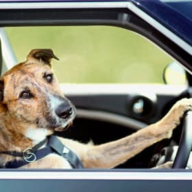 Designated Driver item