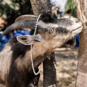 The Baaash ~ A Private Party with the Goats! item