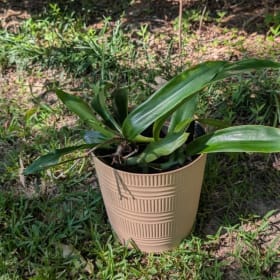 Jacob's Pipe Potted Plant item