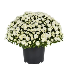 9" White - Mum item
