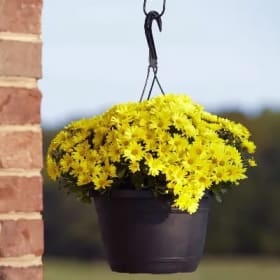 10" Hanging - Yellow item