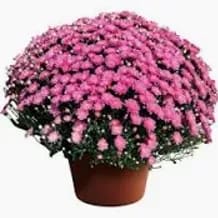 12' Terra Cotta Planted - Pink/Purple item
