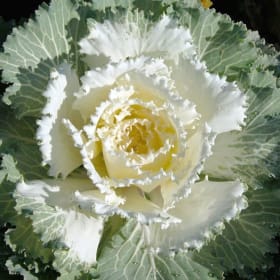 Photo of Ornamental Cabbage Osaka White