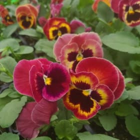 Photo of Pansy Mammoth Sangria Punch