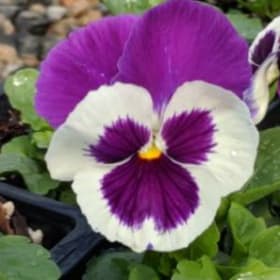 Photo of Pansy Inspire Deluxxe White Violet Wing