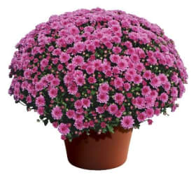Purple Mums 9"pot item